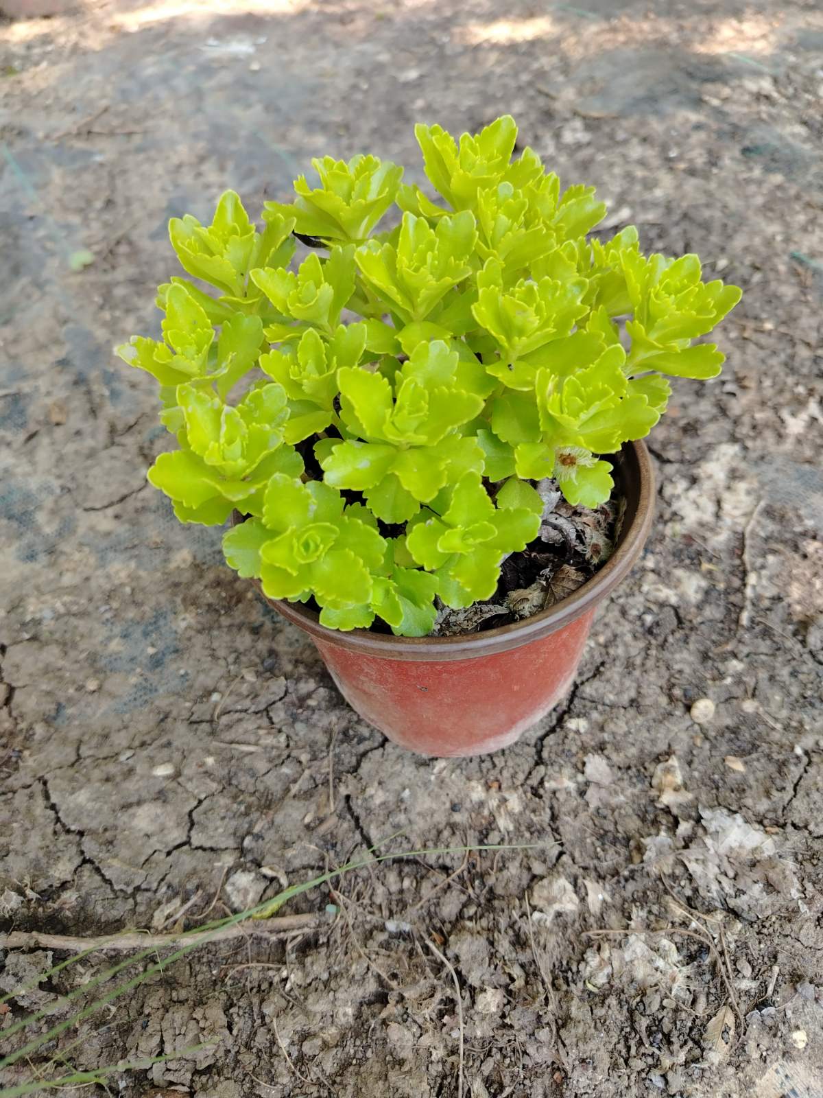 Sedum hybridum